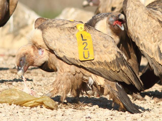 BUITRE LEONADO EL GRAN AVE DEL CIELO-GRIFFON VULTURE ,THE BIG BIRD OF HEAVEN BUITRE LEONADO EL GRAN AVE DEL CIELO-GRIFFON VULTURE ,THE BIG BIRD OF HEAVEN