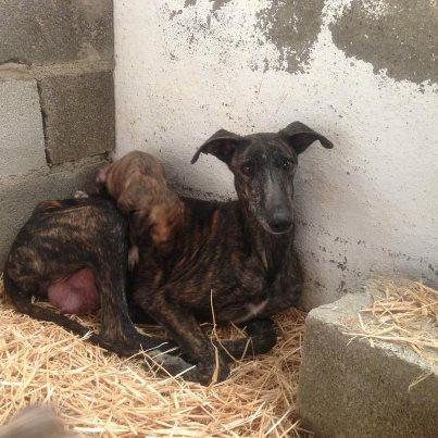 Foto: LULA LA GALGA MADRE DE 6 CACHORROS Lula cruzaba la carretera de un lado a otro buscando comida, rondaba la salida de la autovía. Muerta de hambre buscaba entre las bolsas que encontraba a su camino. Se le notaba que acaba de dar a luz hace poco, tenía las mamas llenas de leche. La siguieron durante horas, no se dejaba tocar. Finalmente llego a un descampado y se tumbo junto a un sillón azul. Al acercanos pudimos ver que tenía seis bebes . Estaban muertos de frío tiritaban , cuatro tenía problemas al respirar. Se cogieron se pusieron a salvo en una cajita tapados con una manta. Cuando fuimos a coger a LULA , era imposible no se fiaba tenía miedo. Despues de intentarlo de mil maneras tuvimos que irnos a llevar a los peques al veterinario. Hemos seguido lleno durante días hasta que por fin pudimos cogerla, una persona que se denomino “su dueño” se acerco y pudo cogerla. LE pasamos el lector y carecía de chip por lo que nos la llevamos rápidamente. Ella esta bien y sus cachorros también. Han pasado unos días muy malos pero por fin gracias a su casa de acogida y a estar con su madre, crecen felices. Lahuellaroja.almeria@gmail.com