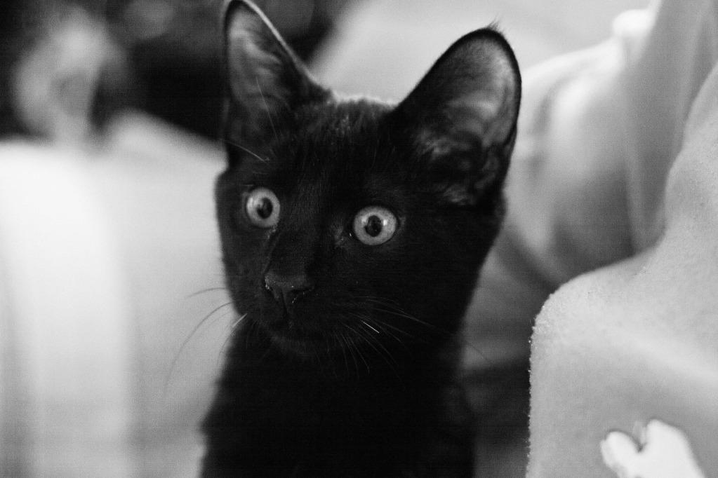 Gatito en adopción: Epifanio (Off-topic) Gatito en adopción: Epifanio (Off-topic)