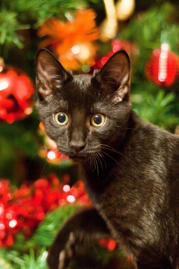 Gatito en adopción: Epifanio (Off-topic) Gatito en adopción: Epifanio (Off-topic)