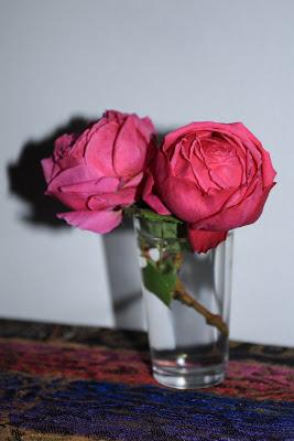 Rosas de invierno Rosas de invierno