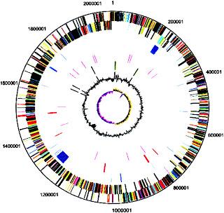 La evolución de las caries La evolución de las caries