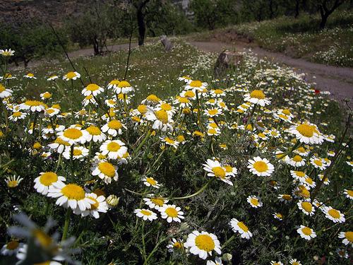 multitud... multitud...