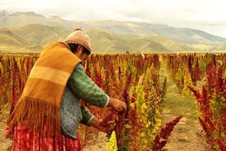Bolivia busca mercados para la quinua en Asia