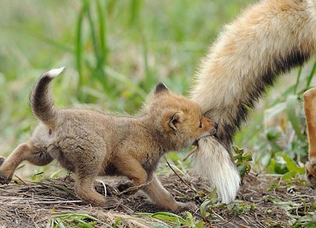 26 adorables cachorros en imágenes.