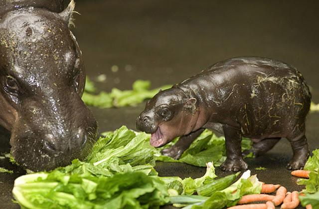 26 adorables cachorros en imágenes.