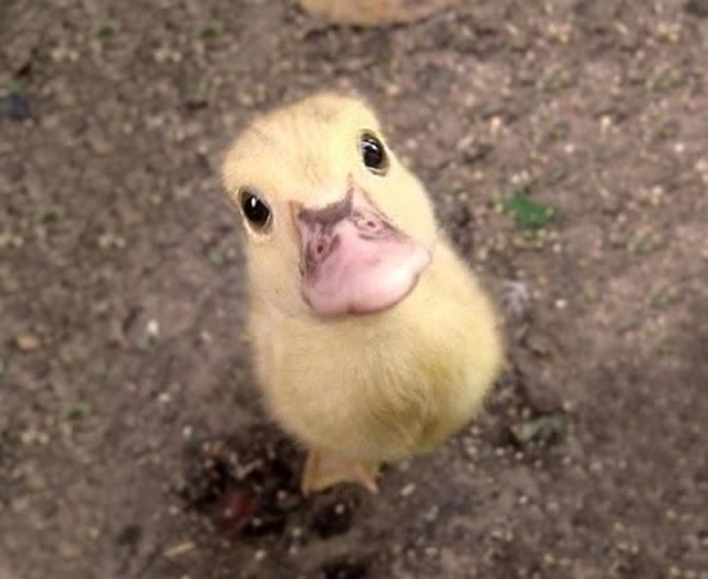 26 adorables cachorros en imágenes.