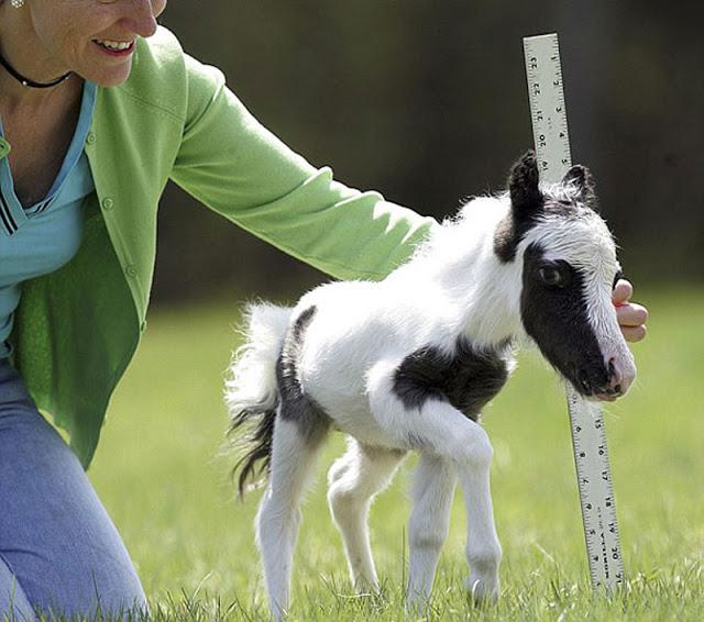 26 adorables cachorros en imágenes.