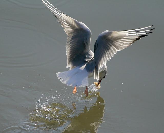 GAVIOTA DE BONAPARTE EN LAMIAKO