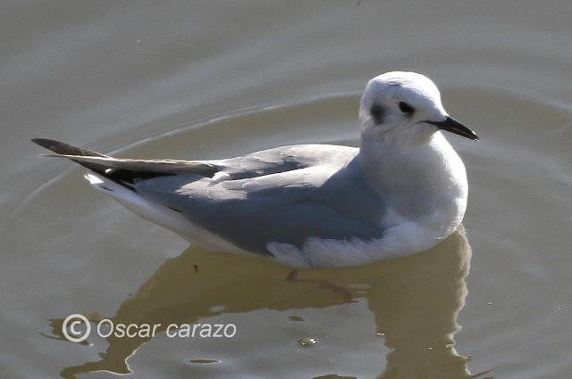 GAVIOTA DE BONAPARTE EN LAMIAKO