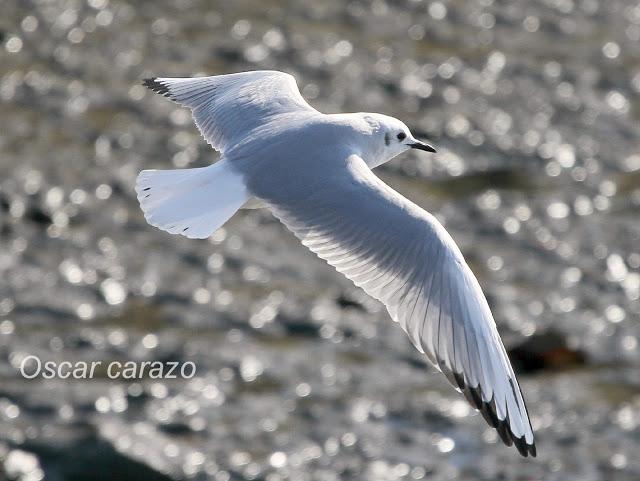 GAVIOTA DE BONAPARTE EN LAMIAKO