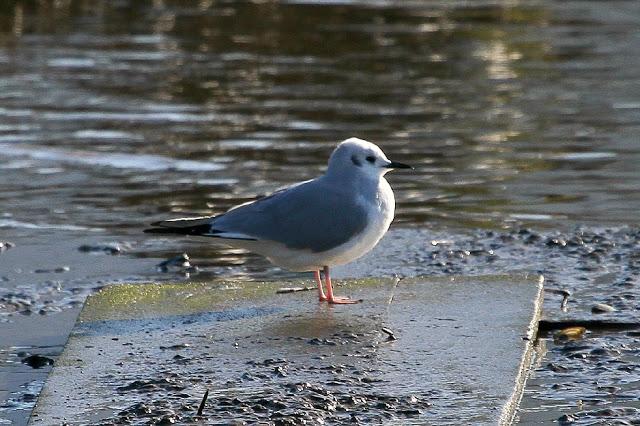 GAVIOTA DE BONAPARTE EN LAMIAKO