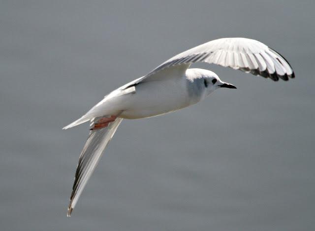 GAVIOTA DE BONAPARTE EN LAMIAKO