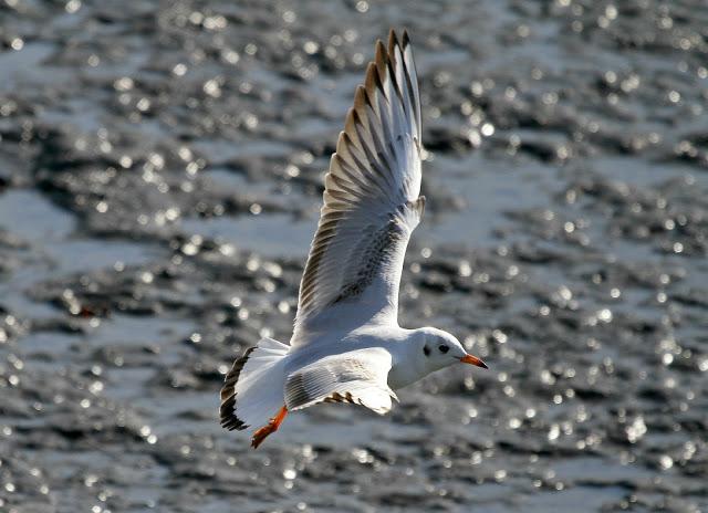 GAVIOTA DE BONAPARTE EN LAMIAKO