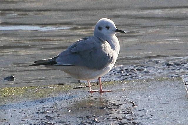 GAVIOTA DE BONAPARTE EN LAMIAKO