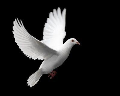 paloma-blanca-simbolo-paz