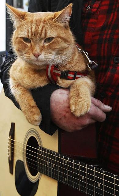 Bob, el gato callejero que cambió la vida a un músico de la calle.