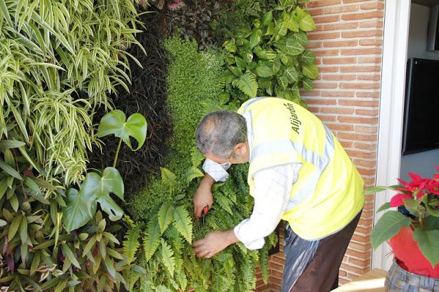 Mantenimiento de jardines verticales. Mantenimiento de jardín vertical en Barcelona