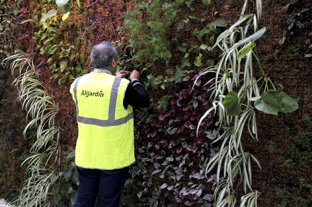 Mantenimiento de jardines verticales. Mantenimiento de jardín vertical en Valencia