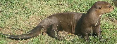 Animales de ricas pieles La nutria es un animal de rica piel