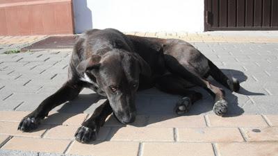Duquesa, preciosa perra en la calle. (Huelva)