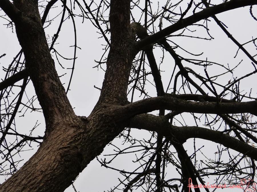 Arbol de invierno arbol_invierno copia