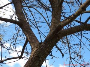 Arbol de invierno arbol_otono_dos