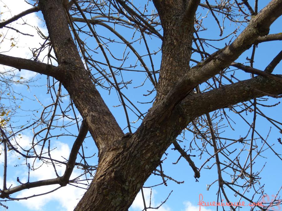 arbol_otono_dos arbol_otono_dos