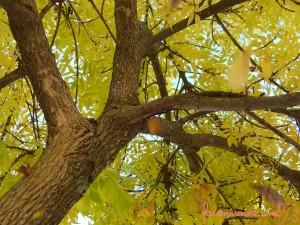 arbol_otono_hojas arbol_otono_hojas