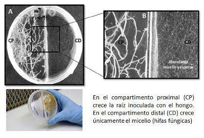 Biorremediación. Hongos que acumulan cobre.