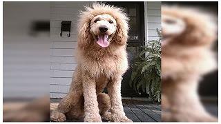 Confunden un perro con cachorro de león