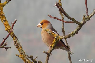 Picogordos Picogordos