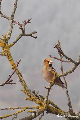 Picogordos Picogordos