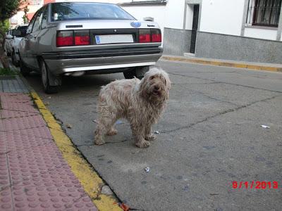 Precioso perro de aguas abandonado en la provincia de Huelva.