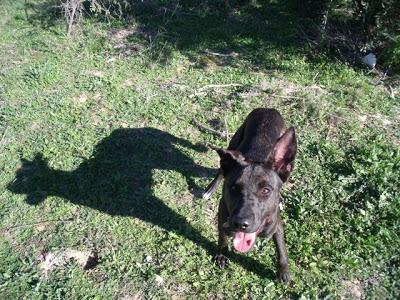 Tara y Tessa perritas en adopción (Murcia) Tara y Tessa perritas en adopción (Murcia)