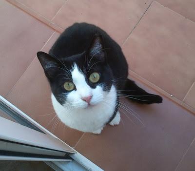 Kitty la gatita más dulce del mundo (Murcia)‏