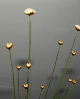 Mikado, Syngonanthus chrysanthus