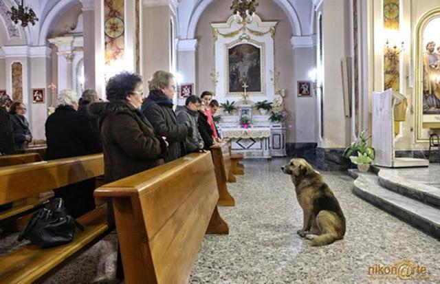 El perro que espera a su dueña muerta dentro de la iglesia