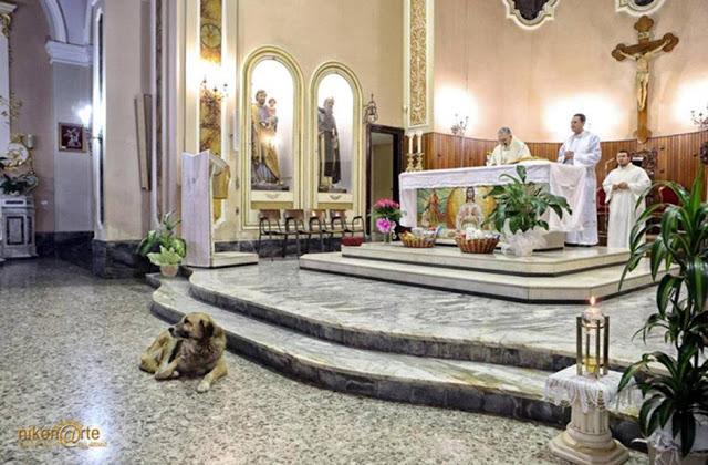 El perro que espera a su dueña muerta dentro de la iglesia