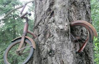 Insólito caso Árbol traga Bicicletas