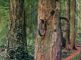 Árbol traga Bicicletas en Estados Unidos