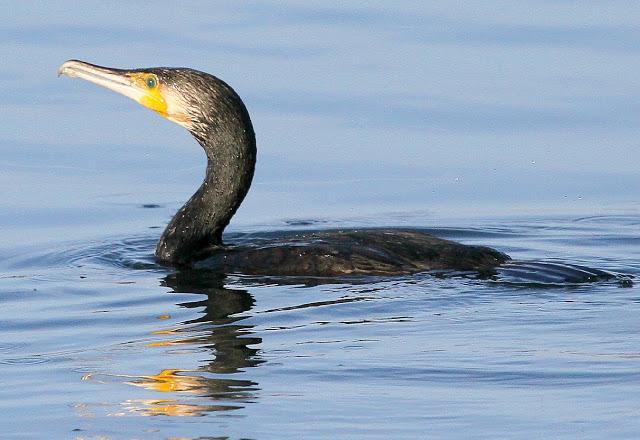 Santoña desde dentro con avescantabricas Santoña desde dentro con avescantabricas