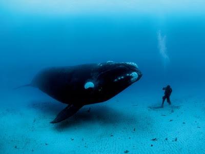 National Geographic cumple años