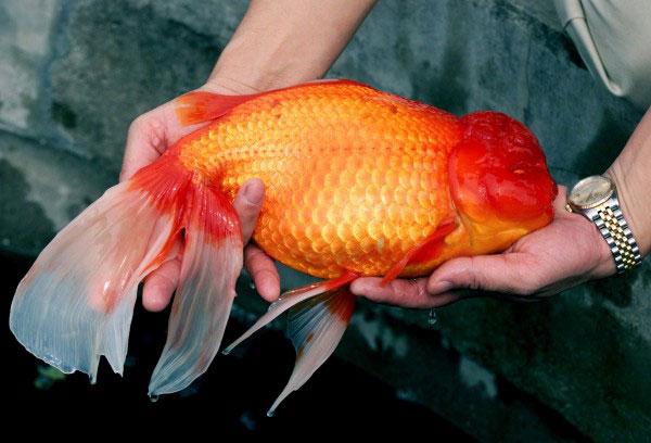 pez de colores gigante en China