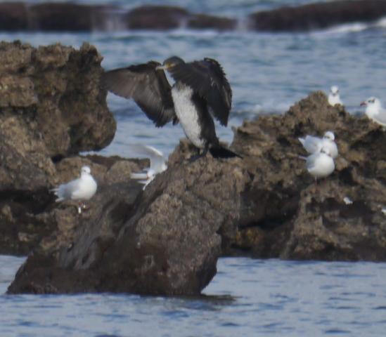 Cormoranes