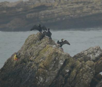 Cormoranes