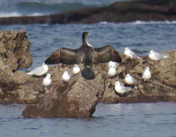 Cormoranes