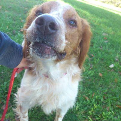 Foto: Trasgo es un perrito maravilloso que está buscando la familia de su vida. Fue abandonado en una perrera, de donde le hemos rescatado y ya vive con su casa de acogida en espera de encontrar su hogar definitivo. Trasgo es un bretón, tiene unos dos años y pesa unos 14 kilos. Si quieres adoptarle, puedes ponerte en contacto con nosotros en adopciones@apamag.org o en el teléfono 644490072. Todos nuestros perros se entregan con su cartilla al día, todas sus vacunas, identificados, desparasitados, esterilizados y con contrato de adopción. APAMaG es una entidad sin ánimo de lucro cuyo objetivo final es la protección animal y el respeto hacia la vida animal www.apamag.org