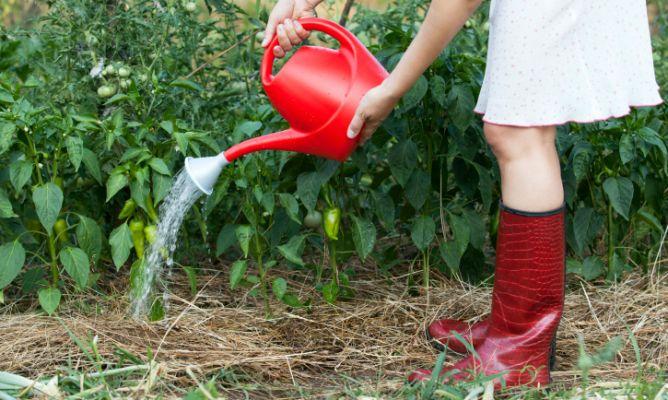 Curso de Agricultura Ecológica, teoría y práctica