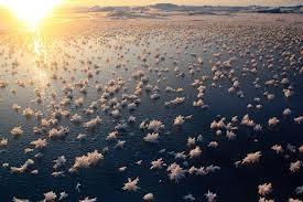 Flores de Hielo, Océano Ártico